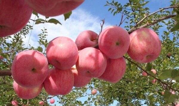 甘肃庄浪苹果红蜘蛛发生原因与防治措施