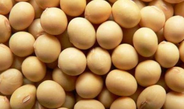 大豆如何保产量？大豆常见病虫害及防治措施