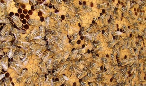 在野生蜂群旁诱蜂需要注意什么？