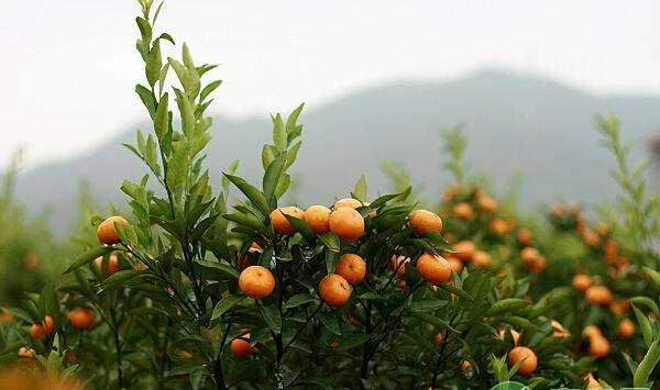 想要柑橘秋梢长得好，这些病虫害防治很关键