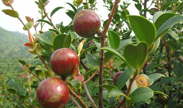 油茶怎么高产种植？