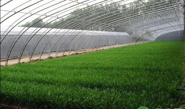 北方地区韭菜露地高效栽培技术要点