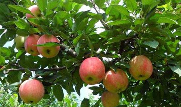 苹果树夏季怎么修剪？苹果树夏季修剪管理技术