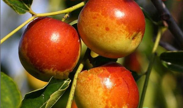 如何加快冬枣成熟？冬枣提前成熟的技巧分享