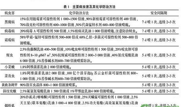 设施大棚水果萝卜高效栽培管理技术