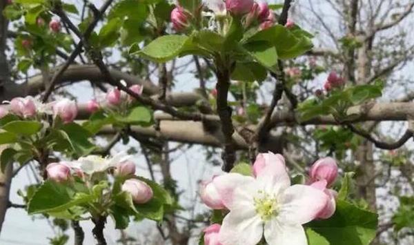 苹果花期如何管理？
