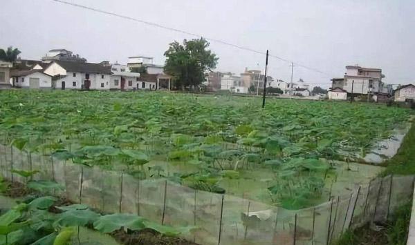 莲藕的种植要点有哪些？莲藕高产种植管理方法