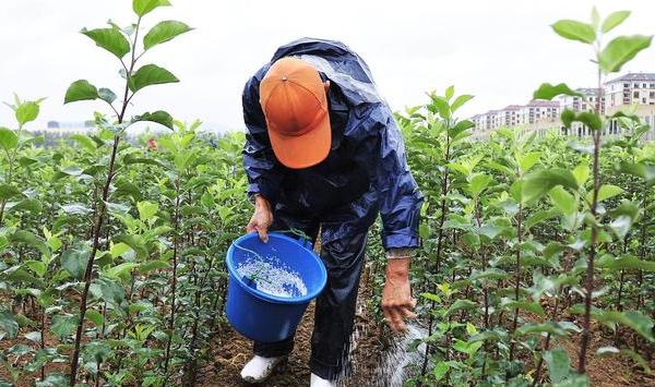 果园秋季如何管理？