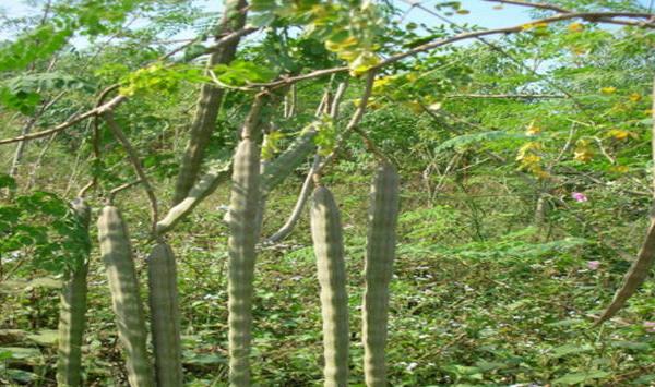 辣木树药用价值有哪些？