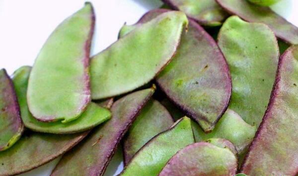 扁豆绵疫病如何防治？扁豆绵疫病发病原因及防治措施