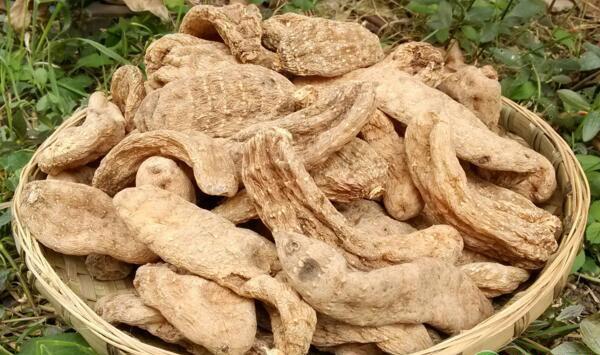 大宗中药材天麻卷棒有性培育种苗技术