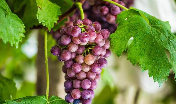 腐植酸类的肥料对葡萄的作用