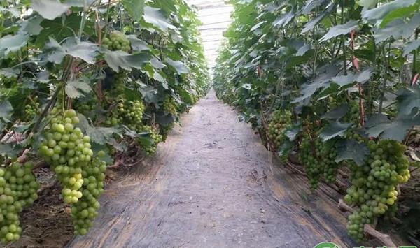 荥阳县甬优1号葡萄优质丰产栽培技术
