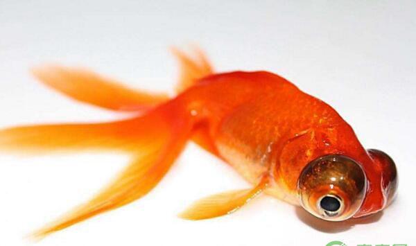 金鱼如何进行繁殖？金鱼雌雄鉴别方法及繁殖要点