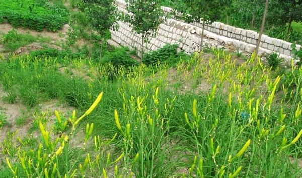 黄花菜种植方法