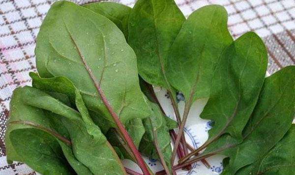 红梗菠菜种植时间