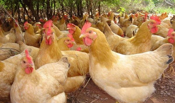 鸡饲料霉变危害分析及防治措施