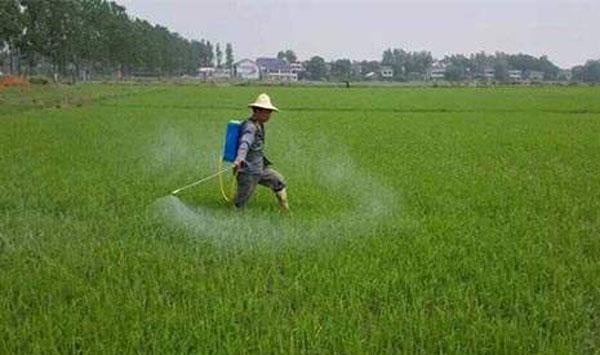 水稻除草剂选择标准
