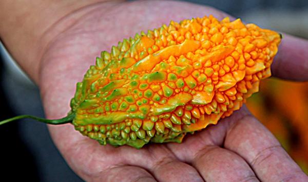 金癞瓜的食用价值及种植技巧了解一下吧