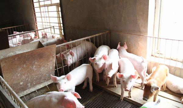 猪场预防疾病不仅是用药这么简单，还需加强这几个管理工作
