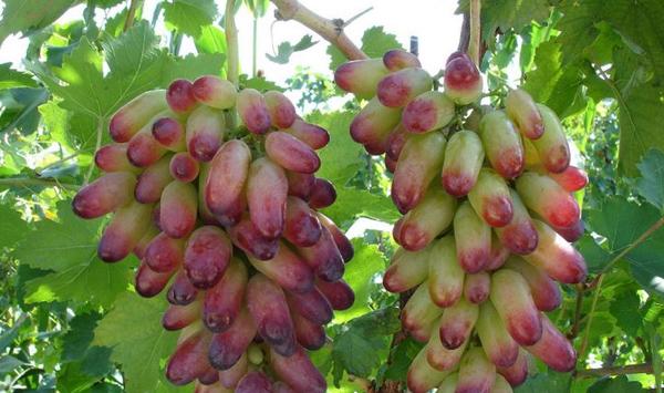 果树怎么种能高产？