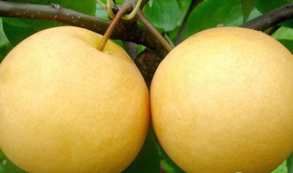 安徽省宣城市早熟梨综合管理技术要点