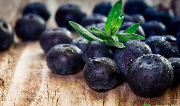 栽植蓝莓大钵苗应当注意什么？蓝莓大钵苗栽植注意事项