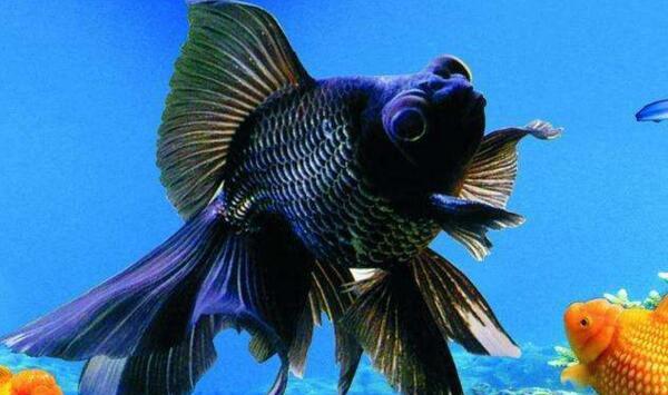 金鱼如何进行繁殖？金鱼雌雄鉴别方法及繁殖要点