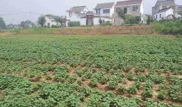 红薯如何管理产量才会高呢？这五个方面不能少
