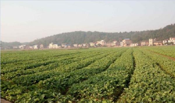黄河中下游甘蓝型冬油菜高效栽培技术