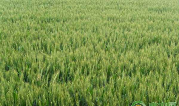 小麦高产种植方法