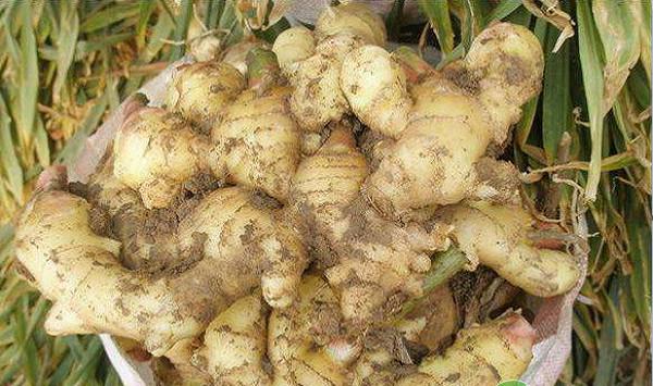 生姜种植如何实现高产？生姜高产栽培管理技术要点