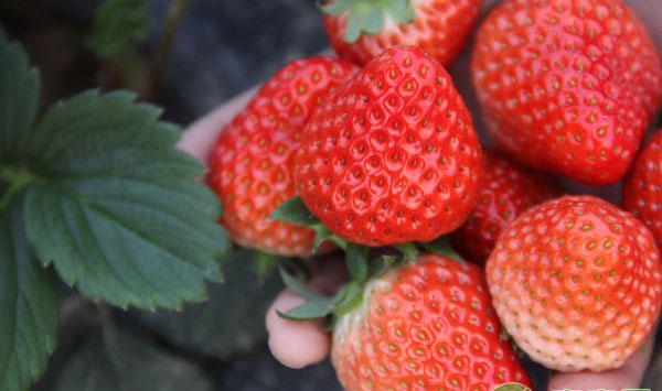 草莓管理技巧：草莓苗现蕾期温度的管理方法