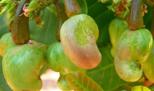 腰果难吃总统发飙，怎么种植腰果才好吃？