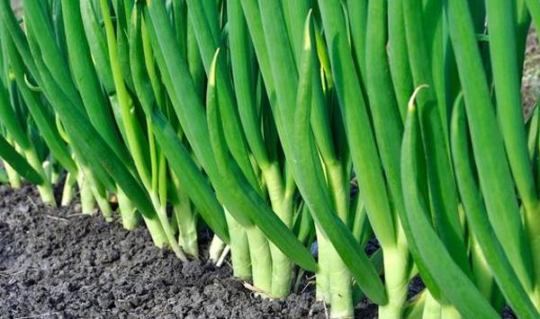 大葱白四大增产科学种植技巧