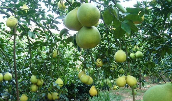 广西容县的沙田柚种植（9月-12月）月度技术管控分享