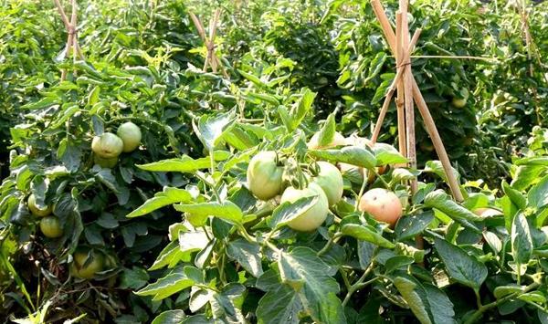 氯溴异氰尿酸“速渡"使用方法