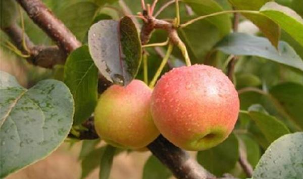 梨树嫁接时间及方法