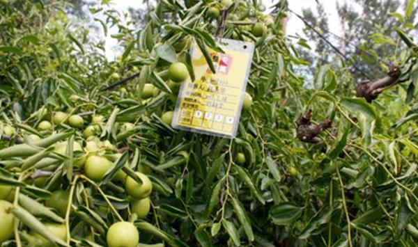 冬枣环剥常见问题及克服办法