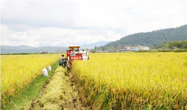 水稻机械化育插秧技术及大田管理技术