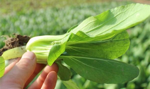 小白菜家庭种植步骤及技术要点