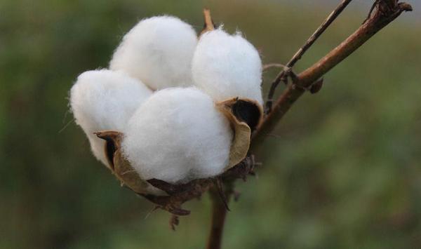 抗虫棉种植管理要点