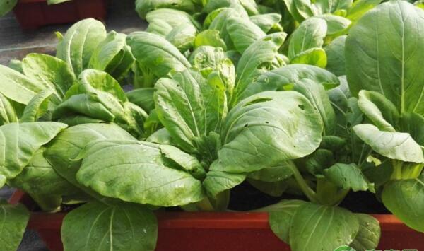 蔬菜生长如何应对台风？台风来临蔬菜生产预防和应对措施