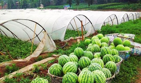 大棚西瓜苗生长期管理要点及病害防治措施