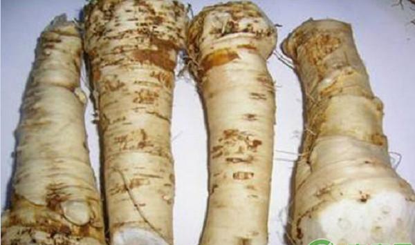 辣根的生物学特性及其无公害栽培技术