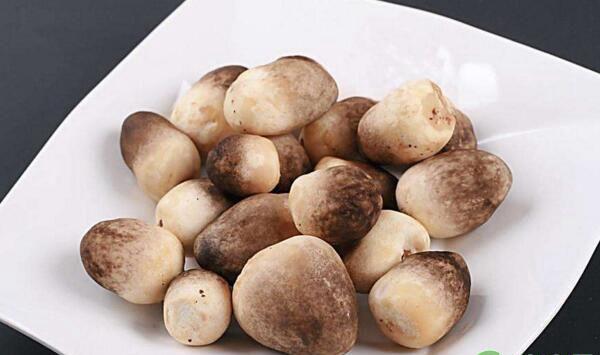 如何在高温环境下栽培草菇？有哪些注意事项？