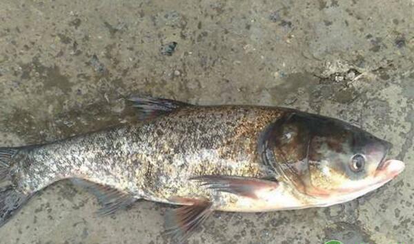 怎样饲养鳜鱼？鳜鱼鱼种放养、水质控制等养殖技术要点