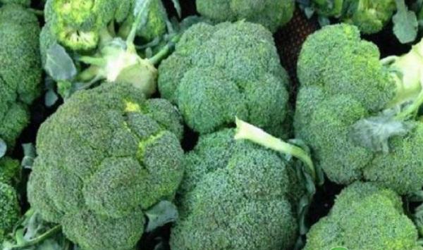 早春茄子、夏秋生菜、秋冬青花菜一年三熟高效栽培模式