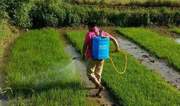 水稻除草剂二甲四氯钠