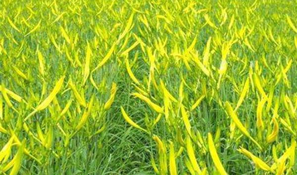 新型鲜食杂交黄花菜五大优势及常见问题